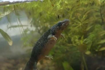 Newts kaufen und verkaufen Photo: Spanische Rippenmolche (Pleurodeles Waltl)