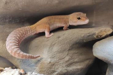 Geckos kaufen und verkaufen Foto: Leopardgeckos zu verkaufen 