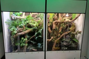 Warane kaufen und verkaufen Foto: -20% auf Premium Kunststoff Terrarien und Terrarium Racks 