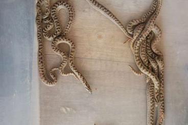 Boas kaufen und verkaufen Photo: Eryx tataricus ab zu geben Boas kaufen und verkaufen Photo: Eryx tataricus ab zu geben