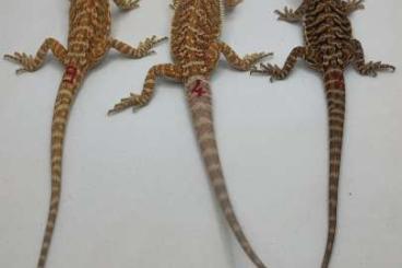 Bearded dragons kaufen und verkaufen Photo: Some bearded dragon babies