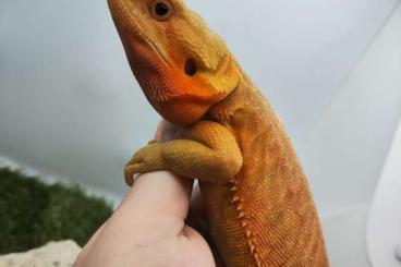 Bartagamen kaufen und verkaufen Foto: Special bearded dragons (sub adult-adult)