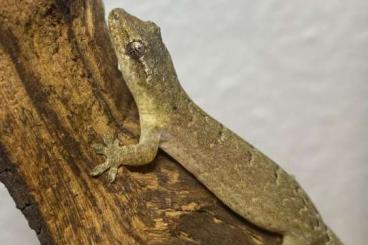 Geckos kaufen und verkaufen Photo: Jungferngeckos (Lepidodactylus lugubris)