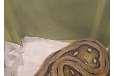 Pythons kaufen und verkaufen Foto: Dwarf reticulated python female CB