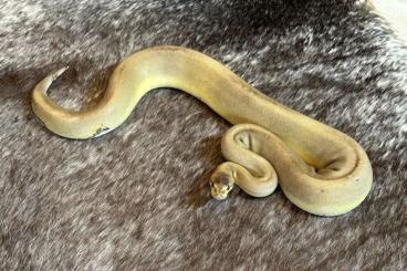 Schlangen kaufen und verkaufen Foto: Königspython 0.1 Champagne Paradox dh Albino Piebald Schlangen kaufen und verkaufen Foto: Königspython 0.1 Champagne Paradox dh Albino Piebald