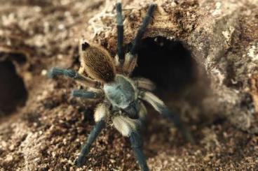 - bird spiders kaufen und verkaufen Photo: Monocentropus balfouri 6er Gruppe 