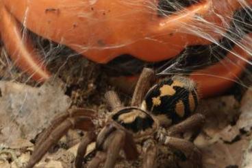 - bird spiders kaufen und verkaufen Photo: 0.1Hapolopus sp. Columbia - bird spiders kaufen und verkaufen Photo: 0.1Hapolopus sp. Columbia