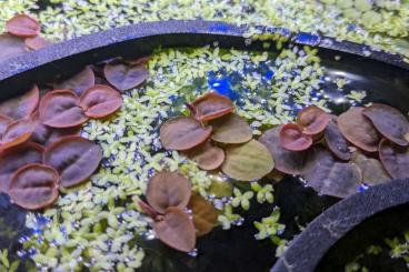 Wasserpflanzen kaufen und verkaufen Foto: Schwimm-Wolfsmilch - Phyllanthus fluitans