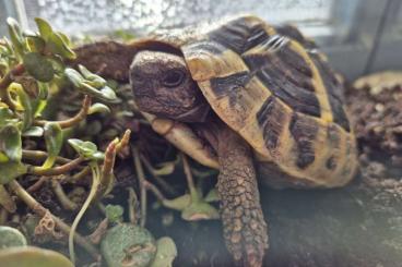 Schildkröten  kaufen und verkaufen Foto: Griechische Landschildkröten