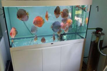 tanks kaufen und verkaufen Photo: Diskus Aquarium mit Fischen