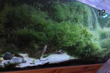 tanks kaufen und verkaufen Photo: Aquarium mit verschieden Fischen
