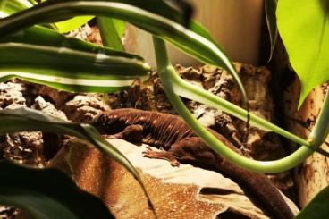 Geckos kaufen und verkaufen Photo: Verkaufe Riesengecko!!!!!