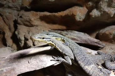 Monitor lizards kaufen und verkaufen Photo: Varanus Glauerti 0.0.3 aus 2020
