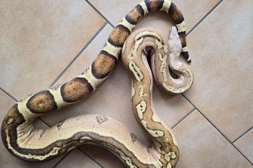 Snakes kaufen und verkaufen Photo: 1.0 VPI jungle boa Männchen 