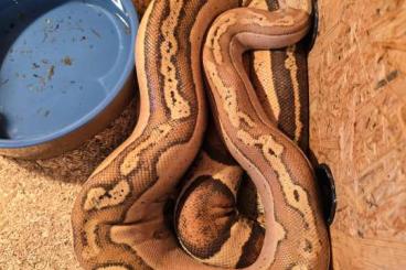 Schlangen kaufen und verkaufen Foto: 1.0 VPI jungle boa männchen 