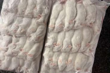 Futtertiere kaufen und verkaufen Foto: Frostmäuse und Frostratten verschiedenen Größen billig