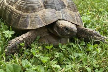Tortoises kaufen und verkaufen Photo: Hübsche maurische Landschildkröte weiblich