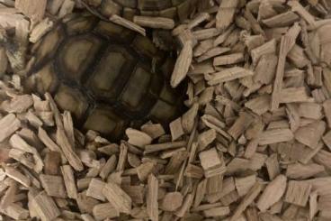 Landschildkröten kaufen und verkaufen Foto: Breitrandschildkröten abzugeben 