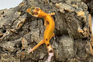 Echsen  kaufen und verkaufen Foto: Leopardgeckos suchen neues Zuhause ! 