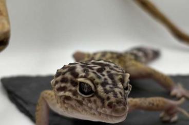 Geckos kaufen und verkaufen Foto: Verkaufe Leopardgecko Eublepharis Angramainyu