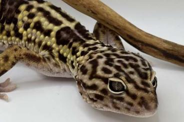 Geckos kaufen und verkaufen Photo: Eublepharis Angramainyu Weibchen sucht ein neues Zuhause 