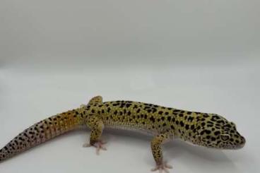 Echsen  kaufen und verkaufen Foto: Leopardgecko Männchen sucht neues Zuhause 