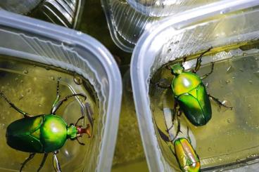 Insekten kaufen und verkaufen Foto: Flower beetle adult + larvae to sell