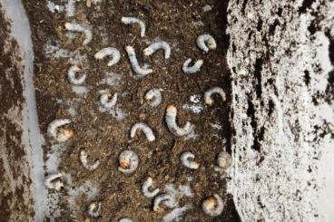 Insekten kaufen und verkaufen Foto: phalacrognathus muelleri larvae