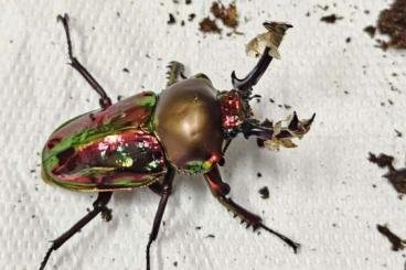 Insects kaufen und verkaufen Photo: phalacrognathus muelleri adult Insects kaufen und verkaufen Photo: phalacrognathus muelleri adult