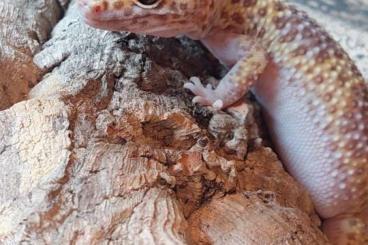 Lizards kaufen und verkaufen Photo: 2 Leopard Geckos (Weibchen)