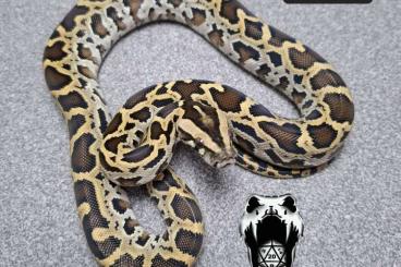 Pythons kaufen und verkaufen Foto: Half dwarf het green burmese pythons 
