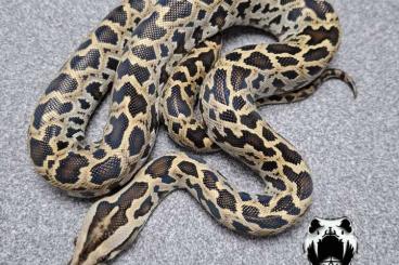 Pythons kaufen und verkaufen Foto: Half dwarf het green burmese pythons 