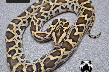 Pythons kaufen und verkaufen Foto: Half dwarf het green burmese pythons 