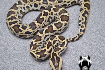 Pythons kaufen und verkaufen Foto: Half dwarf het green burmese pythons 