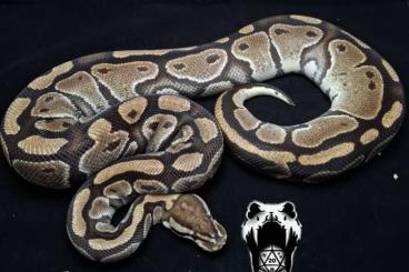 Snakes kaufen und verkaufen Photo: 0.3 python regius adult proven breeders 