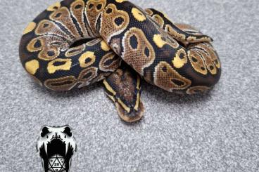 Schlangen kaufen und verkaufen Foto: Ballpython (python regius) NZ24