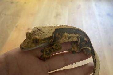 Geckos kaufen und verkaufen Foto: Kronengecko Männlich Adult für 30€ VB