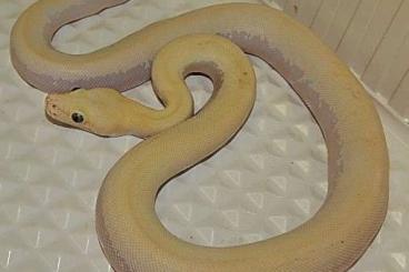 Snakes kaufen und verkaufen Photo: Halloween Aktion Tigerpythons Verschiedene Morphen Granit Ivory Green 