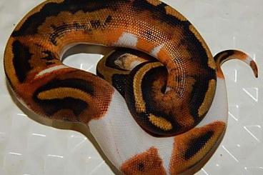 Schlangen kaufen und verkaufen Foto: Königspythons & Regenbogenboas & Albinos