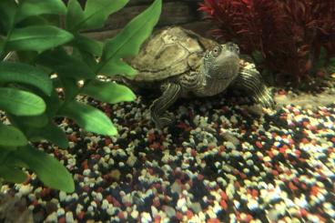 Sumpfschildkröten kaufen und verkaufen Foto: Verschenke 2 Mississippi-Höckerschildkröten