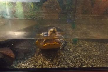 Turtles and Tortoises kaufen und verkaufen Photo: Schmuckschildkröten suchen wegen Krankheit ein Neues zuhause.  