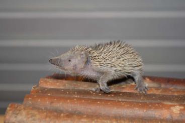 Exotic mammals kaufen und verkaufen Photo: Kleine Igeltanreks 05/24 geboren in gute Hände abzugeben 