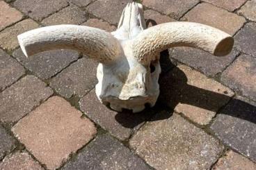 Zubehör kaufen und verkaufen Foto: Kudu-Schädel für Dekoration