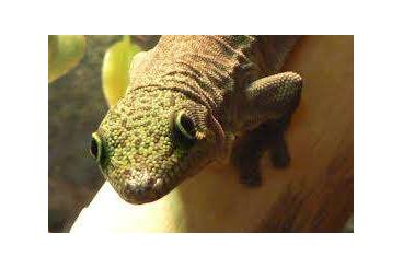 Geckos kaufen und verkaufen Foto: Suchen Phelsuma Standingi-Weibchen