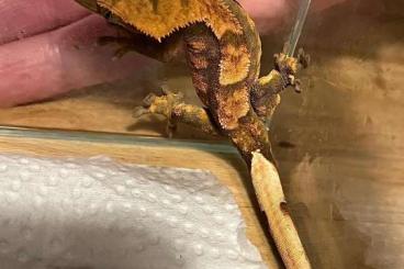 Geckos kaufen und verkaufen Foto: Kronengecko-Jungtiere sechs Monate alt