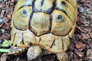 Landschildkröten kaufen und verkaufen Foto: Adultes Weibchen THB aus 2000, 600€