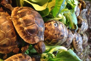 Tortoises kaufen und verkaufen Photo: kleine griechische Landschildkröten Testudo Hermanni Boetgerie 