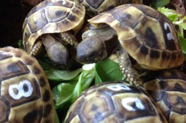 Landschildkröten kaufen und verkaufen Foto: kleine griechische Landschildkröten Testudo Hermanni Boetgerie