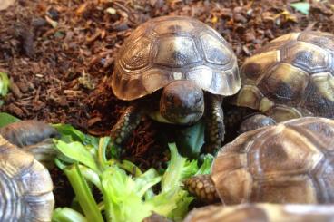 Landschildkröten kaufen und verkaufen Foto: kleine griechische Landschildkröten Testudo Hermanni Boetgerie