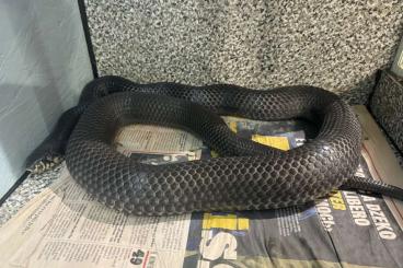 Schlangen kaufen und verkaufen Foto: Drymarchon melanurus erebennus female